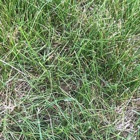 Photo of the plant species Poa Pratensis by @BubblyGoatweed5 named Nemo on Greg, the plant care app