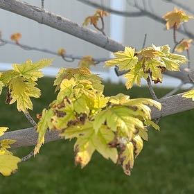 Photo of the plant species Big-Leaf Maple by @BubblyGoatweed5 named Lola on Greg, the plant care app