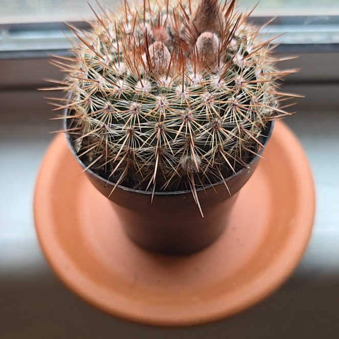 Photo of the plant species Cinnamon Cactus by @GreyRainySkies named Spike Leaves on Greg, the plant care app