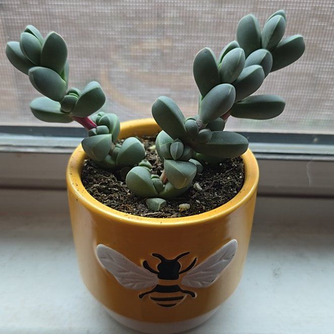 Photo of the plant species Ice Plant by @GreyRainySkies named Hemingway on Greg, the plant care app