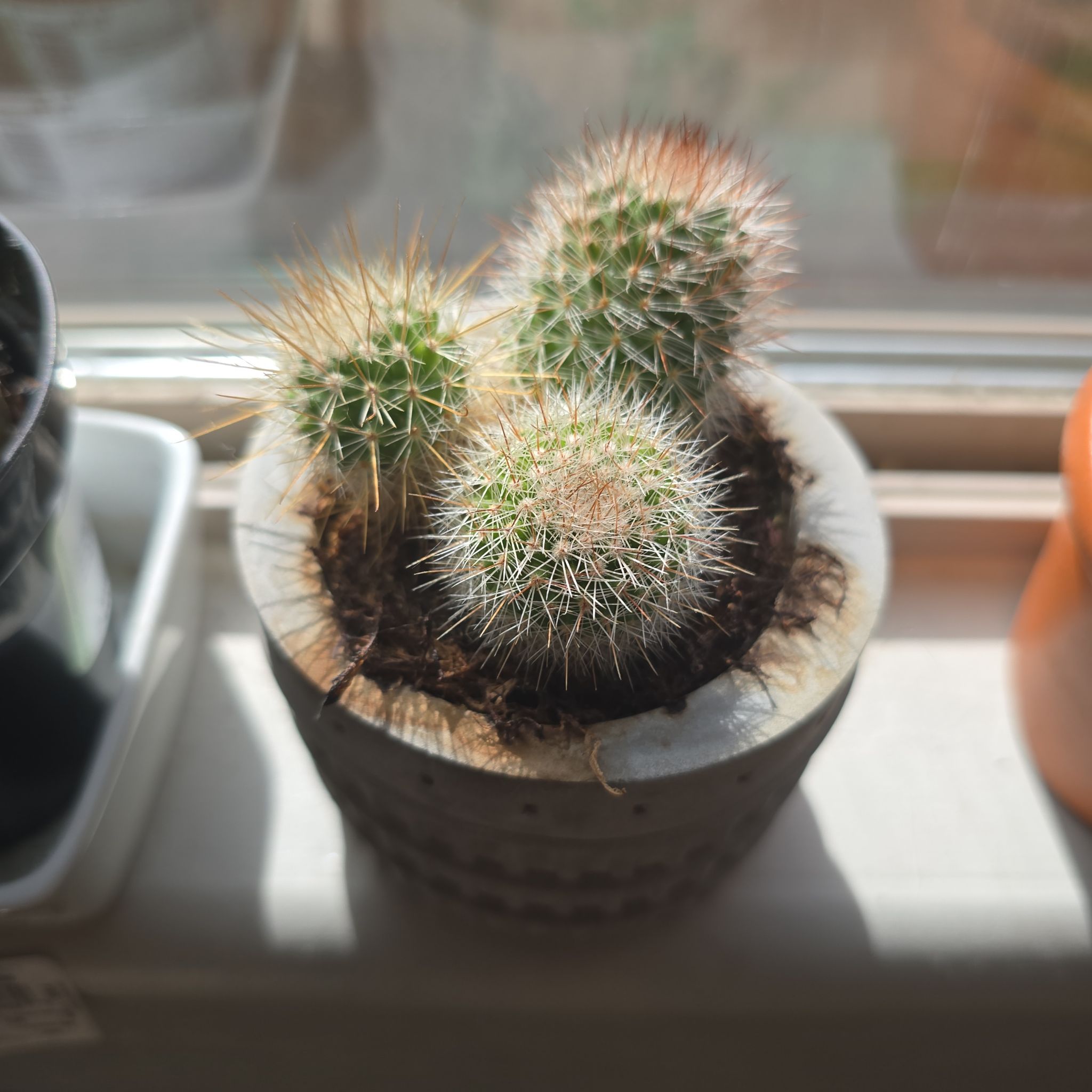 Photo of the plant species Mammilaria Spinosissima by @GreyRainySkies named Tolkien on Greg, the plant care app
