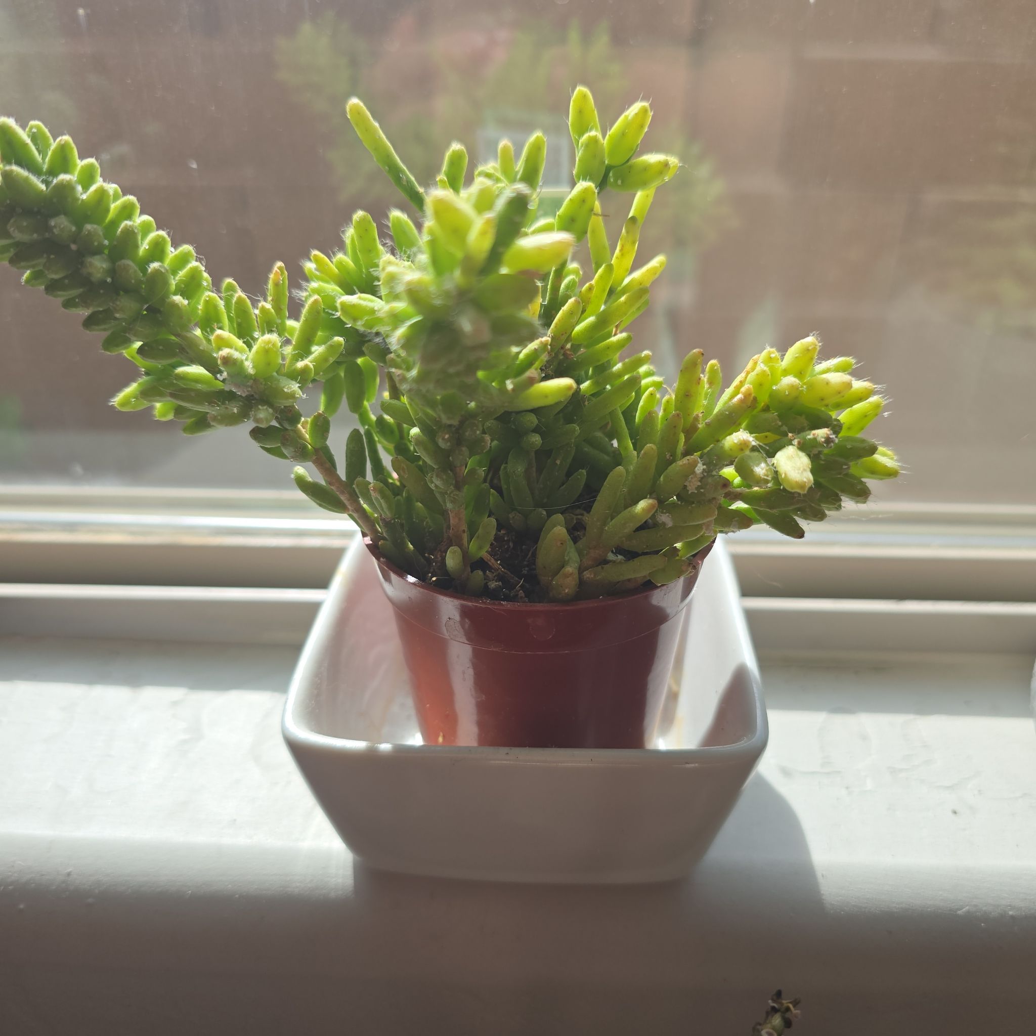 Photo of the plant species Rhipsalis by @GreyRainySkies named Leonardo on Greg, the plant care app