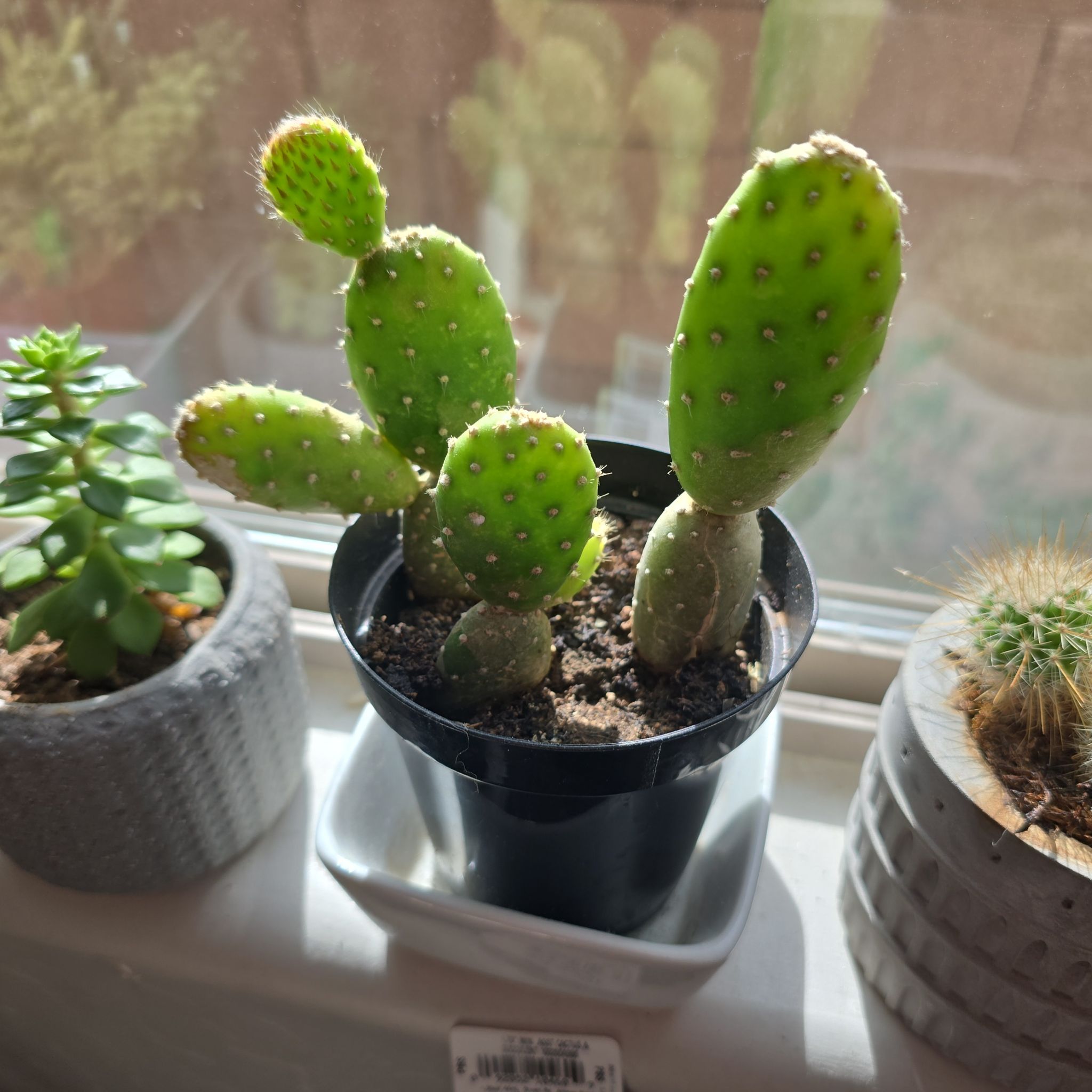Photo of the plant species Mona Lisa by @GreyRainySkies named Maya on Greg, the plant care app