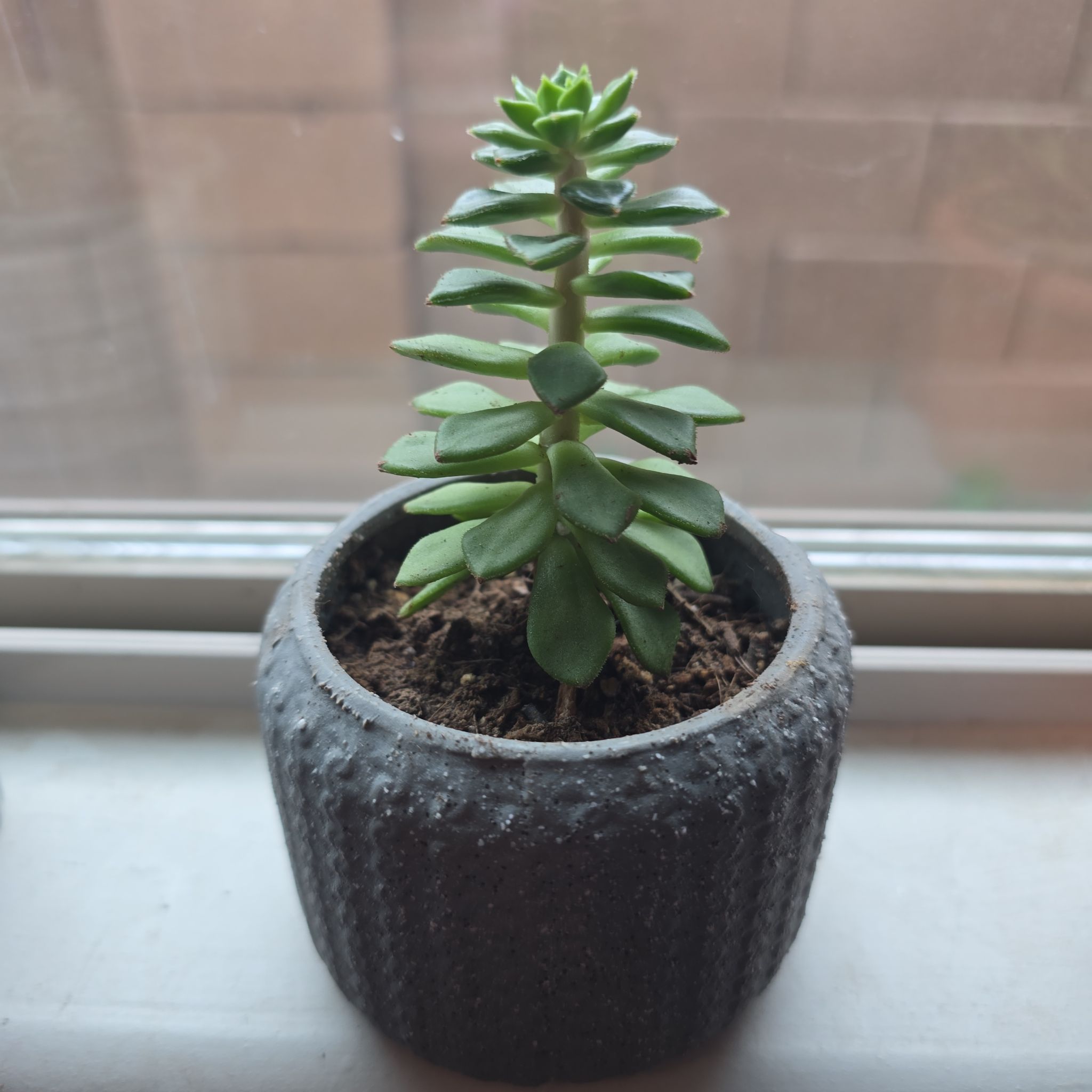 Photo of the plant species Bob Echeveria by @GreyRainySkies named Huckleberry Fern on Greg, the plant care app