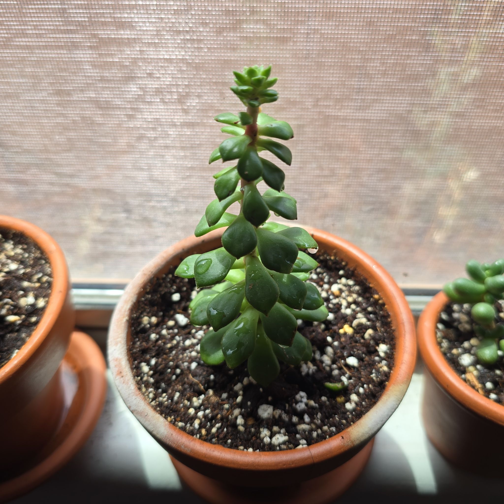 Photo of the plant species Bob Echeveria by @GreyRainySkies named Huckleberry Fern on Greg, the plant care app