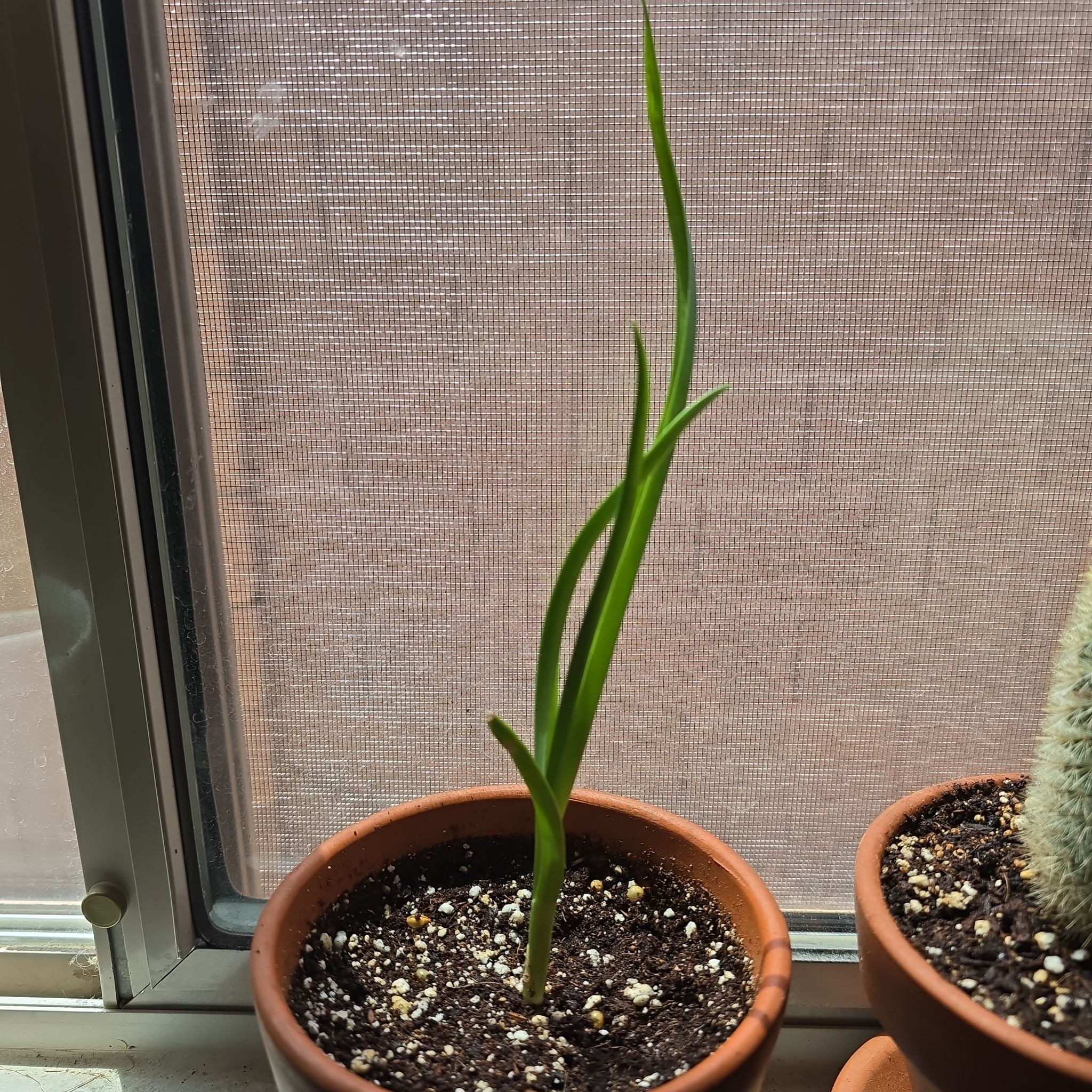 Photo of the plant species Garlic by @GreyRainySkies named Homer on Greg, the plant care app