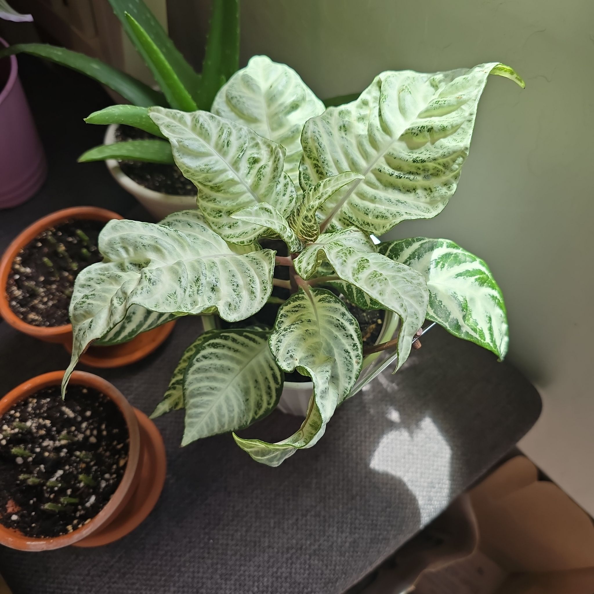 Photo of the plant species Aphelandra White Wash by @GreyRainySkies named Mochi on Greg, the plant care app
