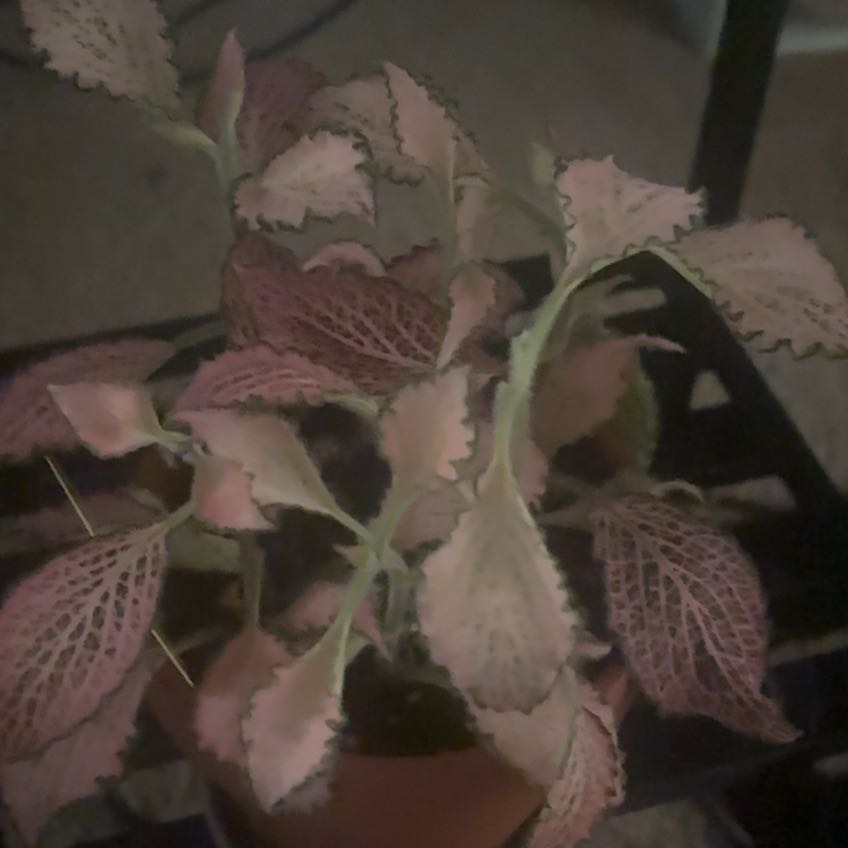 Photo of the plant species Pink Wave Nerve Plant by @ElegantWorm16 named Spike Leaves on Greg, the plant care app