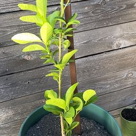 Photo of the plant species semi-dwarf lime tree by @itslindsay named Lime Guy on Greg, the plant care app