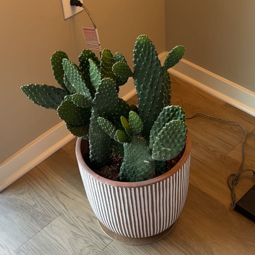 Photo of the plant species fig opuntia by @HeirGalega43 named ChloroPhil on Greg, the plant care app