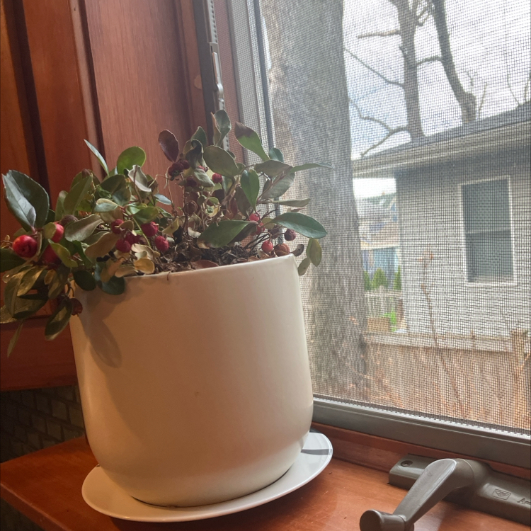 Photo of the plant species Eastern Teaberry by @SavvyPetunia65 named Harry on Greg, the plant care app