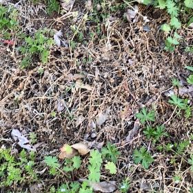 Photo of the plant species Carolina Crane's-Bill by @KeyLantana0 named Apollo on Greg, the plant care app