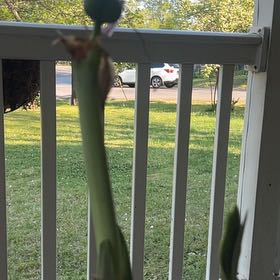 Photo of the plant species Amaryllis by @BlessedSeagrape named Khaleesi on Greg, the plant care app