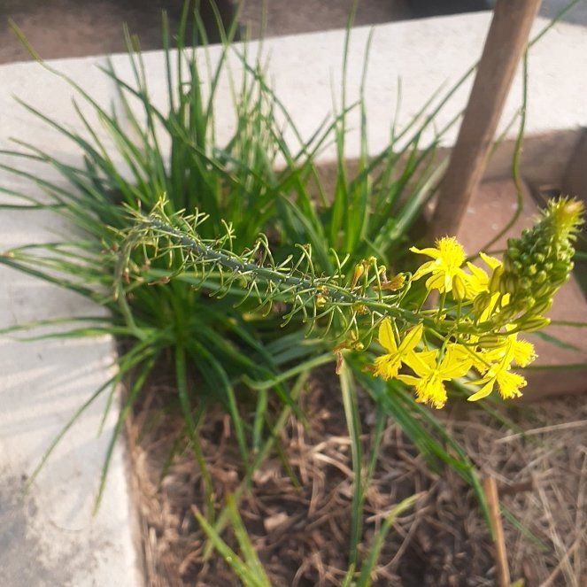 Photo of the plant species Orange Bulbine by @DollKanna79 named LiloStitch on Greg, the plant care app