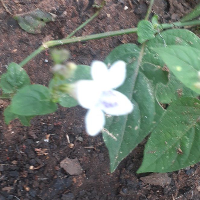 Photo of the plant species Chinese Violet by @DollKanna79 named Emerson on Greg, the plant care app