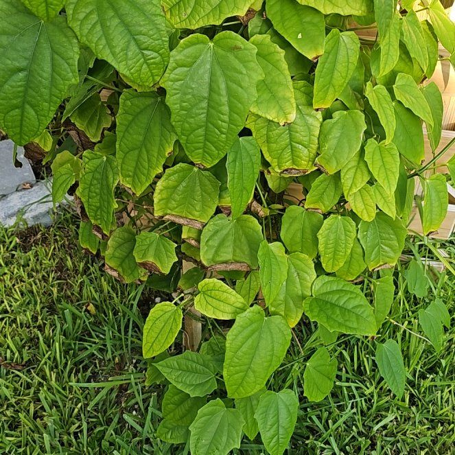 Photo of the plant species Thunbergia Grandiflora by @GreatestCatmint named Ulysses S Plant on Greg, the plant care app