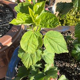 Photo of the plant species Crimsoneyed Rosemallow by @AcePokaka80 named Leonardo on Greg, the plant care app