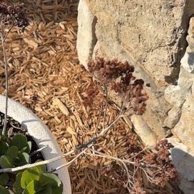 Photo of the plant species Witch's Moneybags by @AcePokaka80 named McKinley on Greg, the plant care app