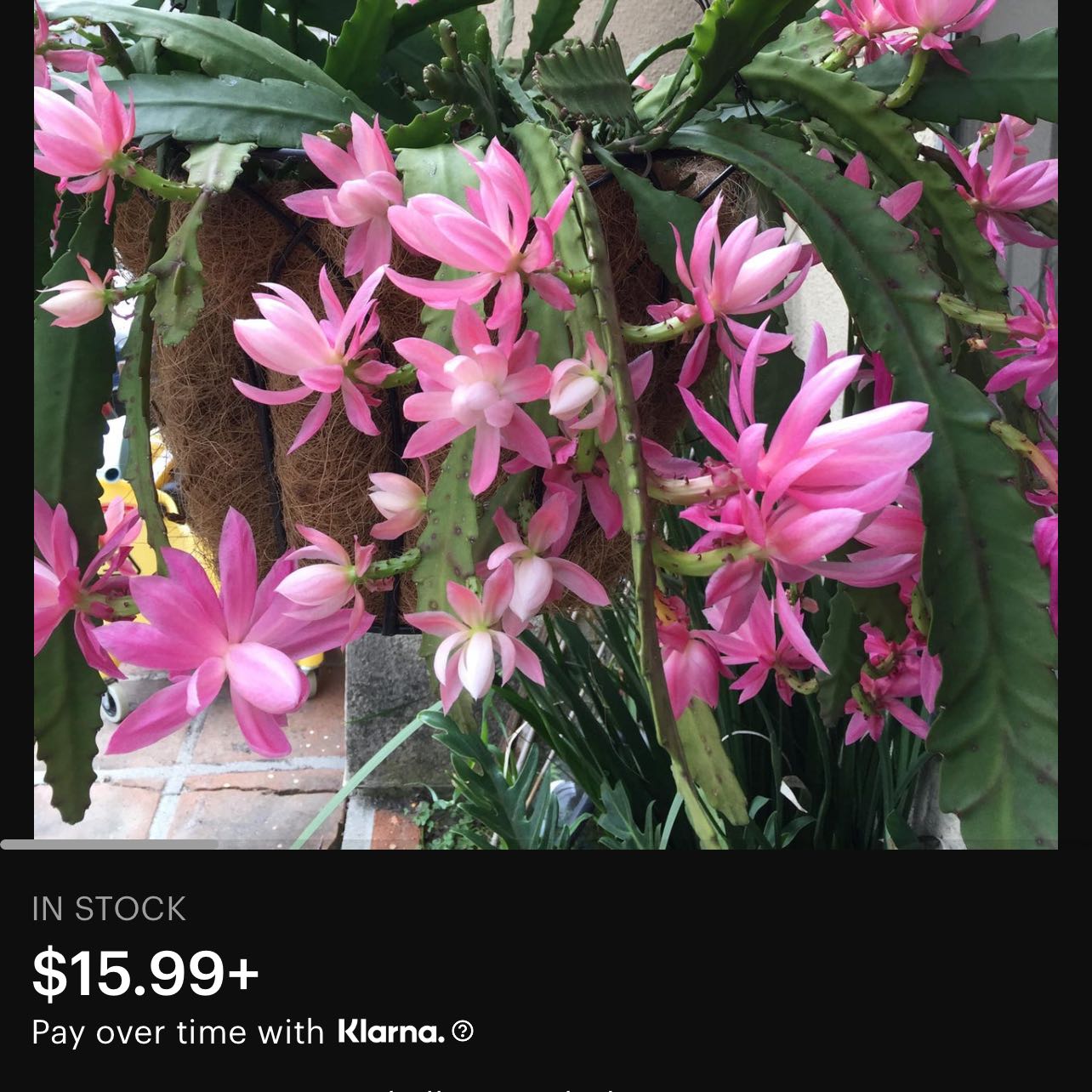 Photo of the plant species German Empress Orchid Cactus by @HipPeyote85 named Sol on Greg, the plant care app