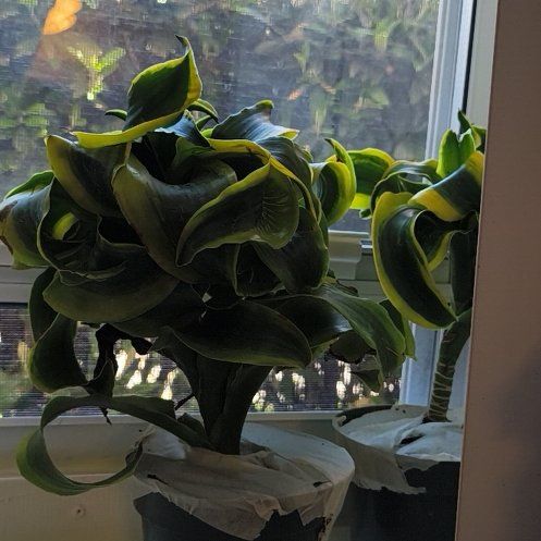 Photo of the plant species Draceana Tornado by @AttentiveMango named Eva on Greg, the plant care app