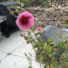 Photo of the plant species Cape Mallow by @TopKeylime85 named Bodhi on Greg, the plant care app