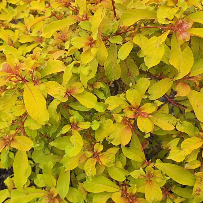 Photo of the plant species Scarlet Bush by @GiddyEndive11 named Hemingway on Greg, the plant care app
