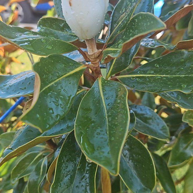 Photo of the plant species Southern Magnolia by @IdolDovetree33 named Taylor Swift on Greg, the plant care app