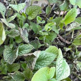 Photo of the plant species False Forget-Me-Not by @SageWormplant61 named Delilah on Greg, the plant care app