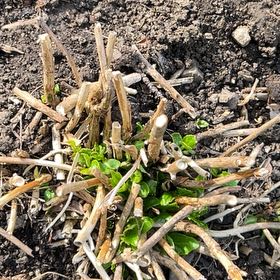 Photo of the plant species Common Bladder Moss by @SageWormplant61 named Anne on Greg, the plant care app