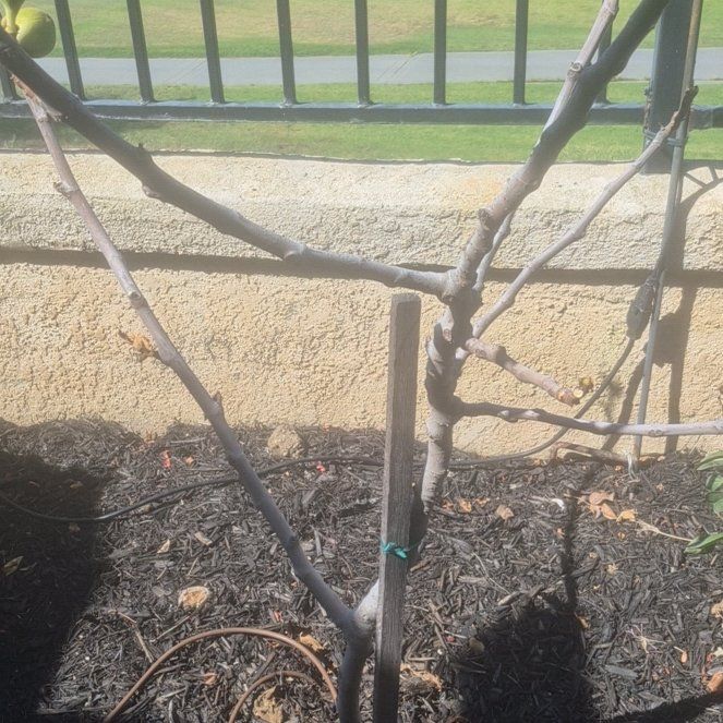 Photo of the plant species Brown Turkey Fig by @ComposedEllisia named Beckham on Greg, the plant care app