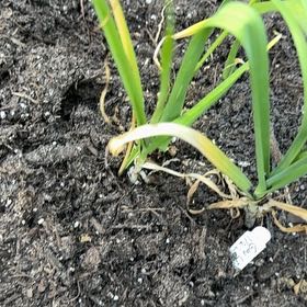 Photo of the plant species Garlic by @DandyKaro50 named Pax on Greg, the plant care app