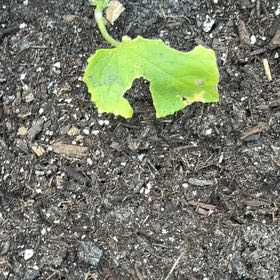Photo of the plant species Bur Cucumber by @DandyKaro50 named Austen on Greg, the plant care app
