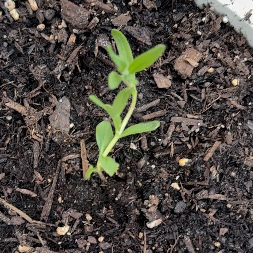 Photo of the plant species Common St. John's Wort by @DandyKaro50 named Khaleesi on Greg, the plant care app