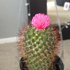 Photo of the plant species Mammillaria Polythele by @YokeRedbeech96 named Mya on Greg, the plant care app