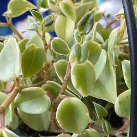 Photo of the plant species Variegated Cupid's Plant by @MaestroPepino69 named Planty on Greg, the plant care app
