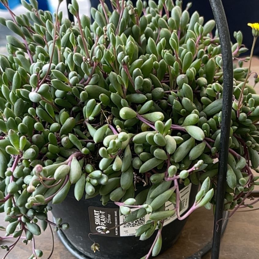 Photo of the plant species Othonna Capensis Ruby Necklace by @MaestroPepino69 named Stella on Greg, the plant care app