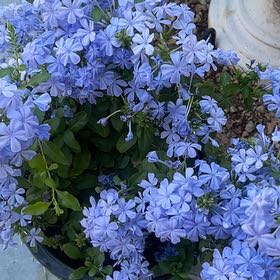 Photo of the plant species Blue Plumbago by @MaestroPepino69 named Beyonce on Greg, the plant care app