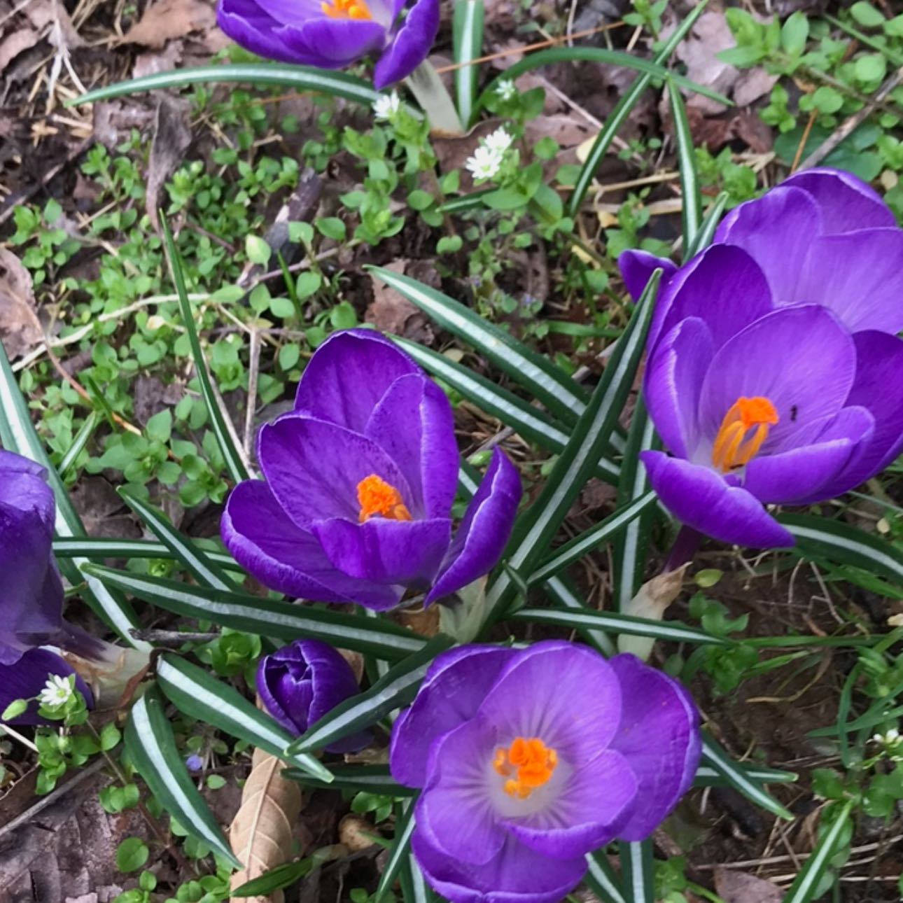 Photo of the plant species Autumn Crocus by @NewMaylily16 named Walt on Greg, the plant care app
