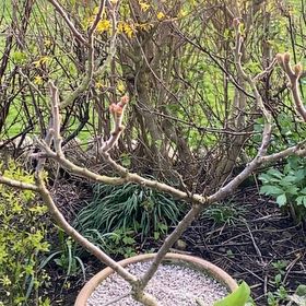 Photo of the plant species California Buckeye by @TrueCowslip38 named Keanu Leaves on Greg, the plant care app