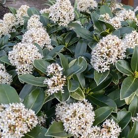 Photo of the plant species Island Marlberry by @TrueCowslip38 named Bigleef Smalls on Greg, the plant care app