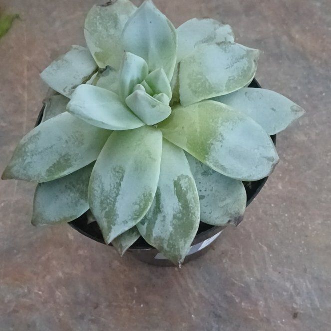 Photo of the plant species Hen And Chicks by @ExecChickory83 named Keanu Leaves on Greg, the plant care app