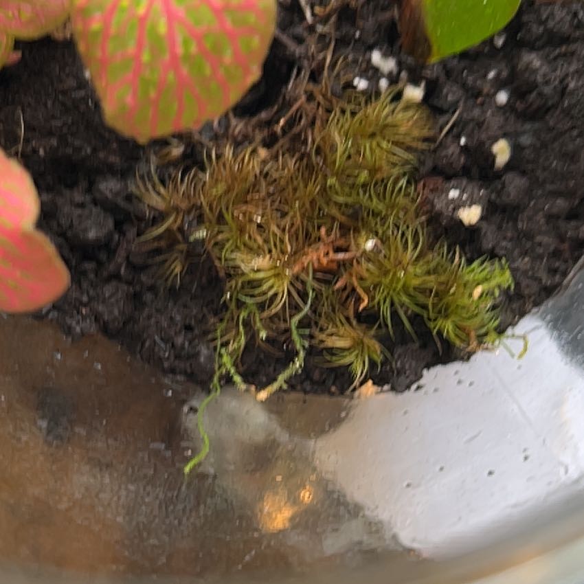 Photo of the plant species Broom Forkmoss by @PatientMelon7 named Girlfrond on Greg, the plant care app
