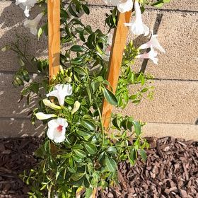 Photo of the plant species Bowerplant by @PeakRedfir71 named Osmo on Greg, the plant care app