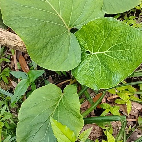 Photo of the plant species Vera Cruz Pepper by @WizardDeerfern named Gregarious on Greg, the plant care app