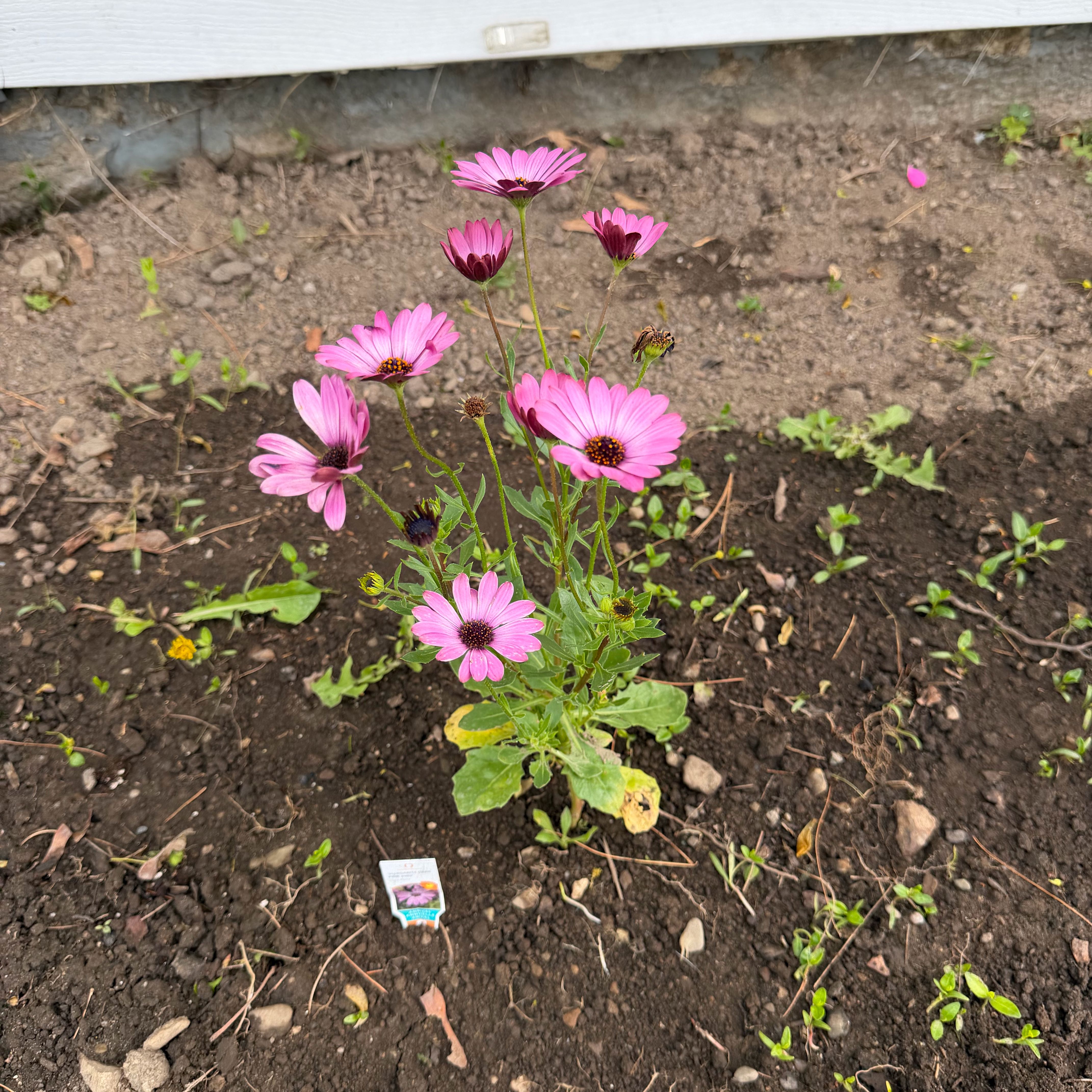 Photo of the plant species Weather Prophet by @CourtlyFlax93 named Foxxy on Greg, the plant care app