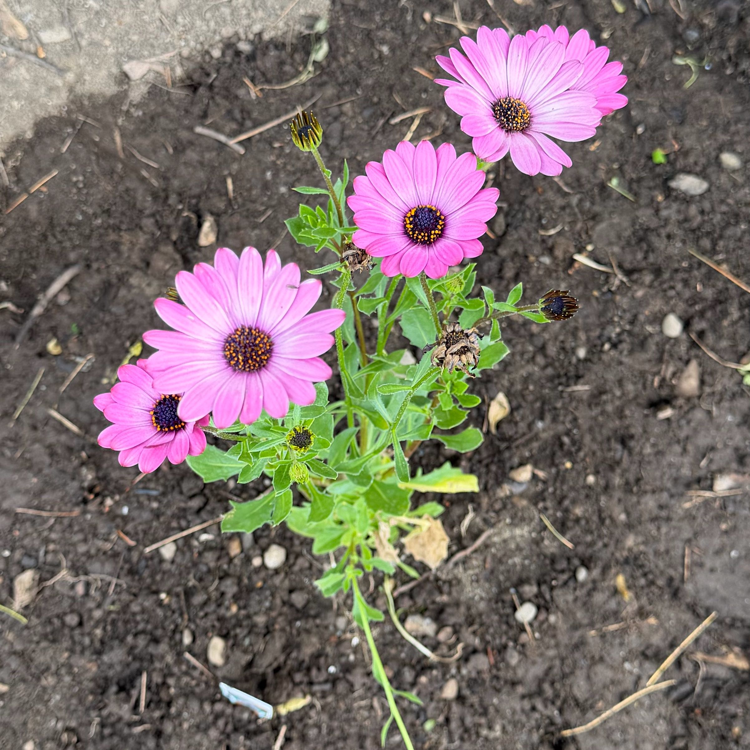 Photo of the plant species Weather Prophet by @CourtlyFlax93 named Sigmund on Greg, the plant care app