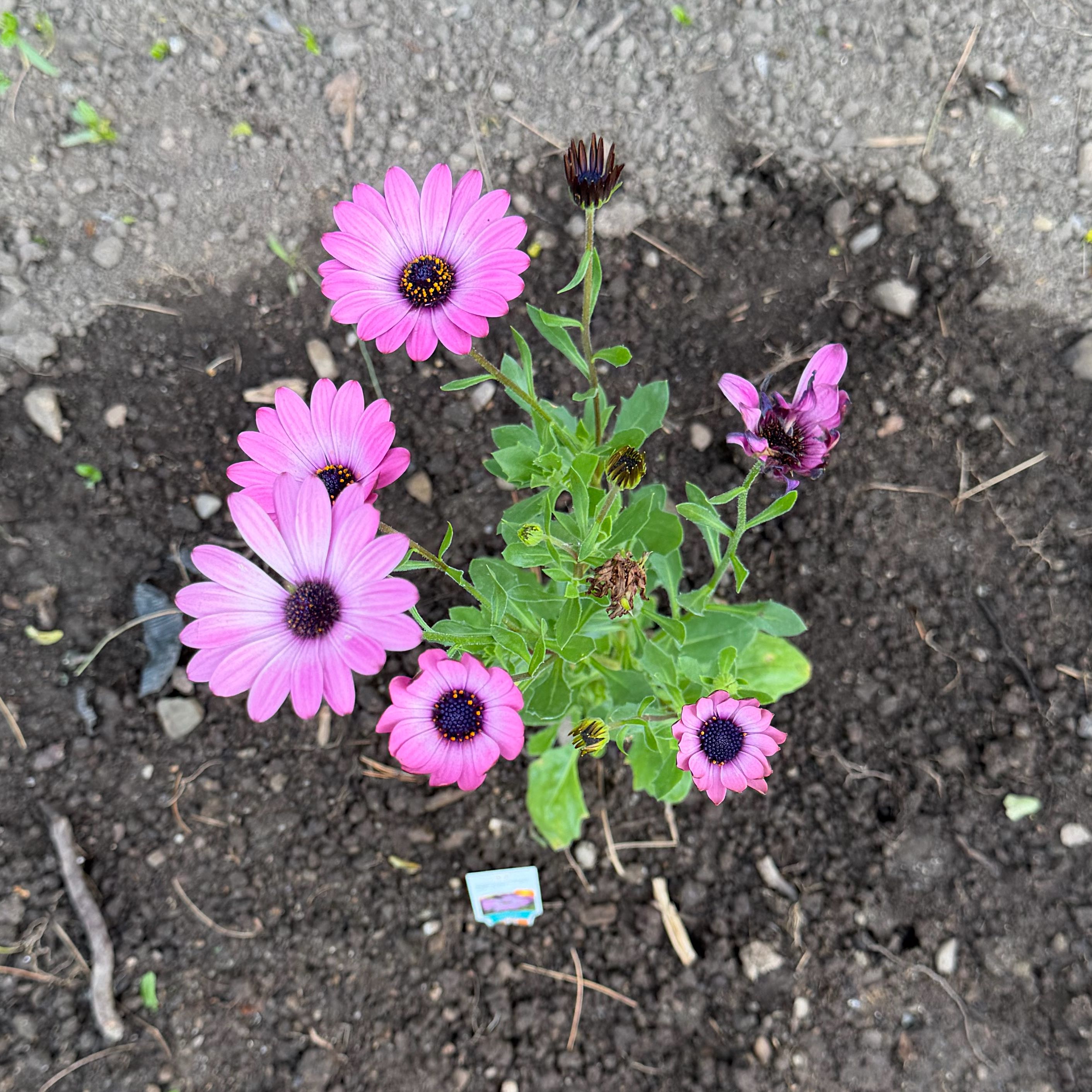 Photo of the plant species Weather Prophet by @CourtlyFlax93 named Kesha on Greg, the plant care app