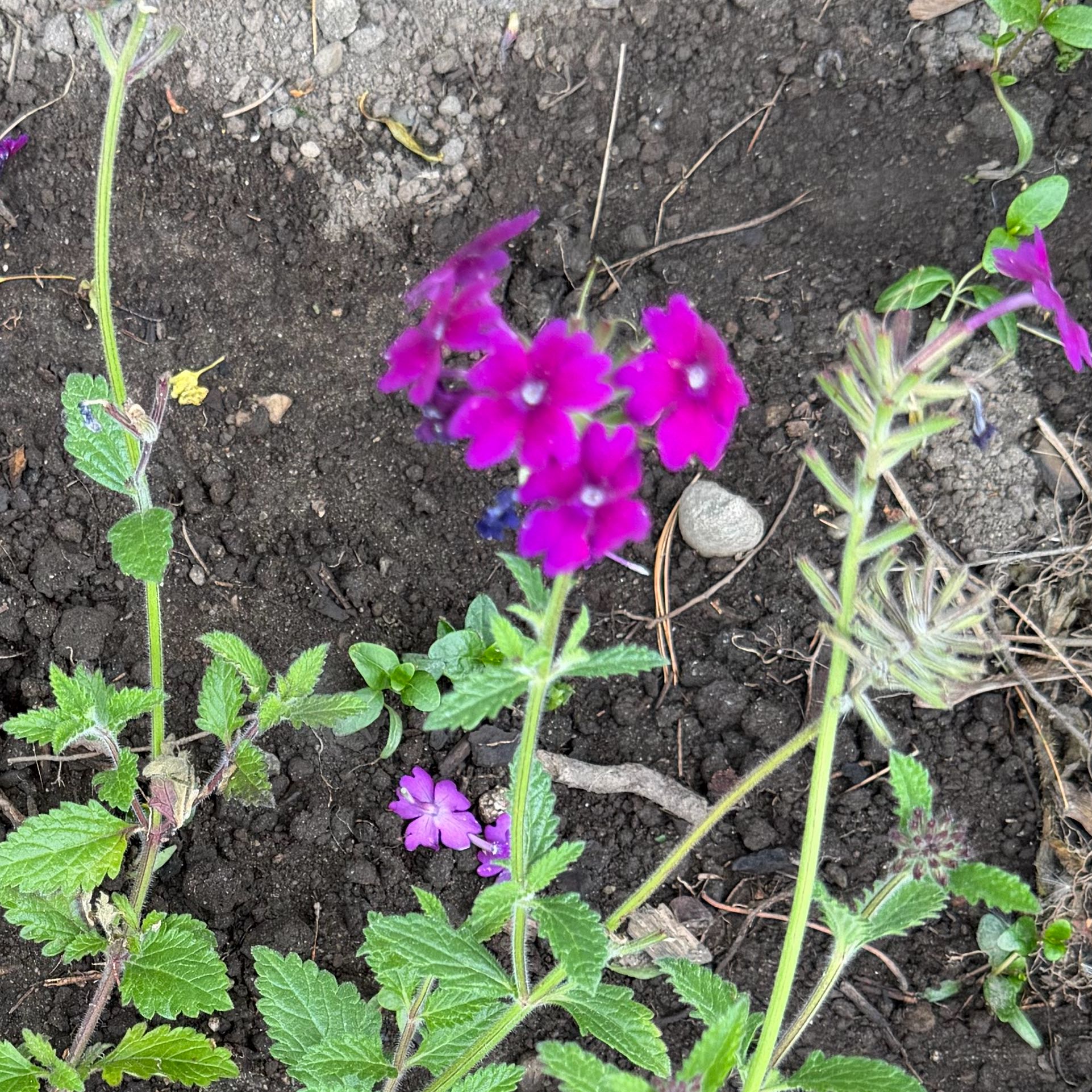 Photo of the plant species Slender Vervain by @CourtlyFlax93 named Keanu Leaves on Greg, the plant care app