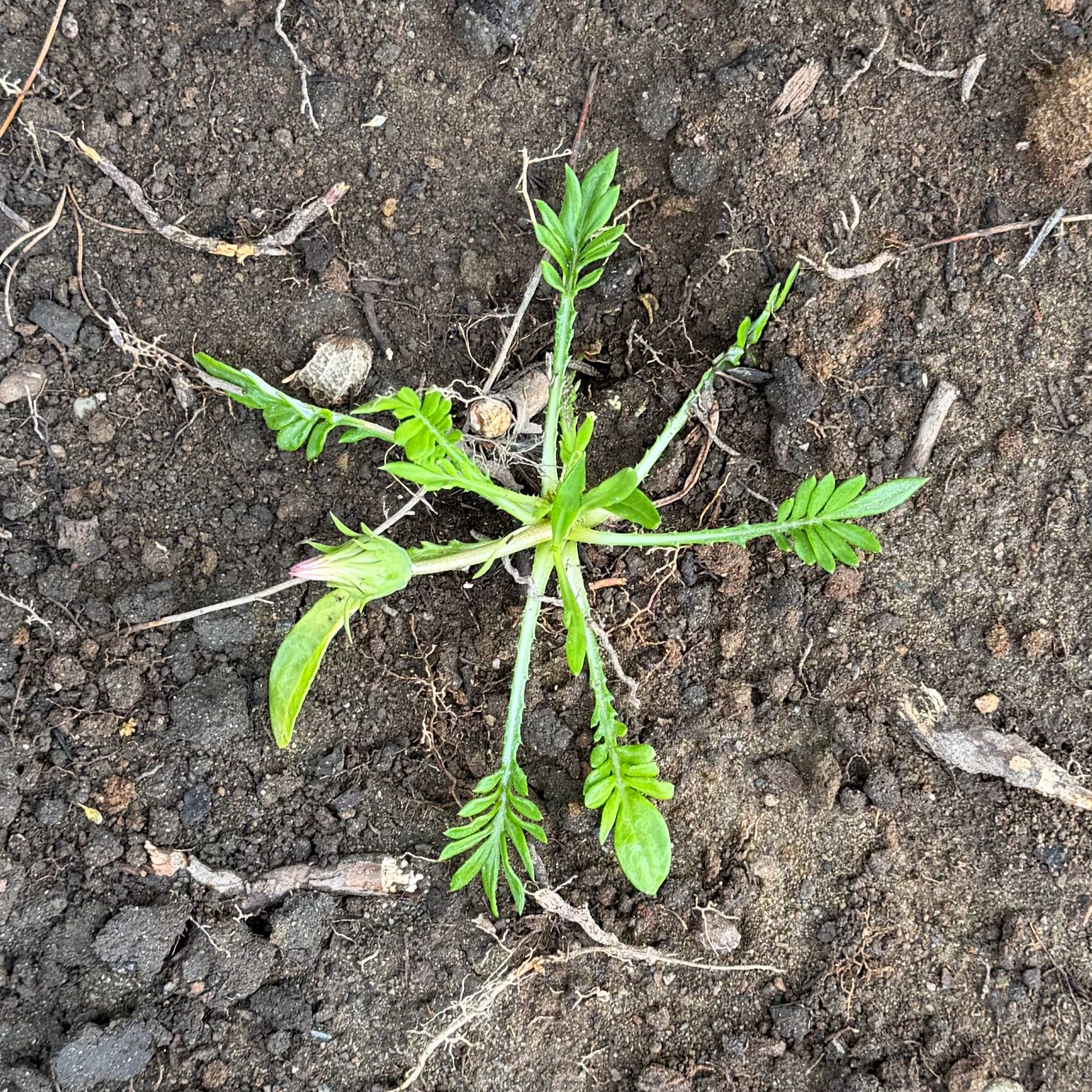 Photo of the plant species Garden Valerian by @CourtlyFlax93 named Terra on Greg, the plant care app