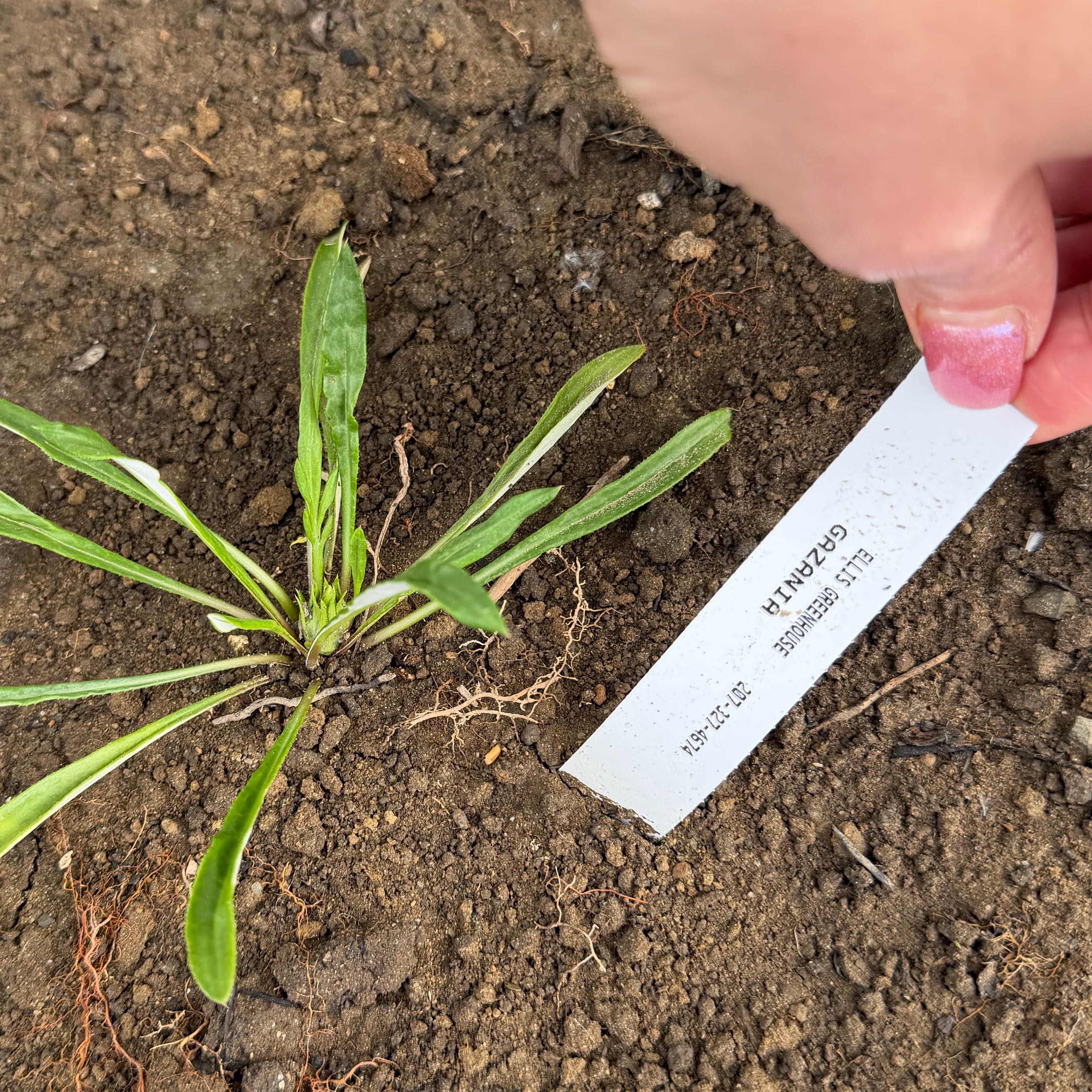 Photo of the plant species Fremont's Evening Primrose by @CourtlyFlax93 named Rainier on Greg, the plant care app